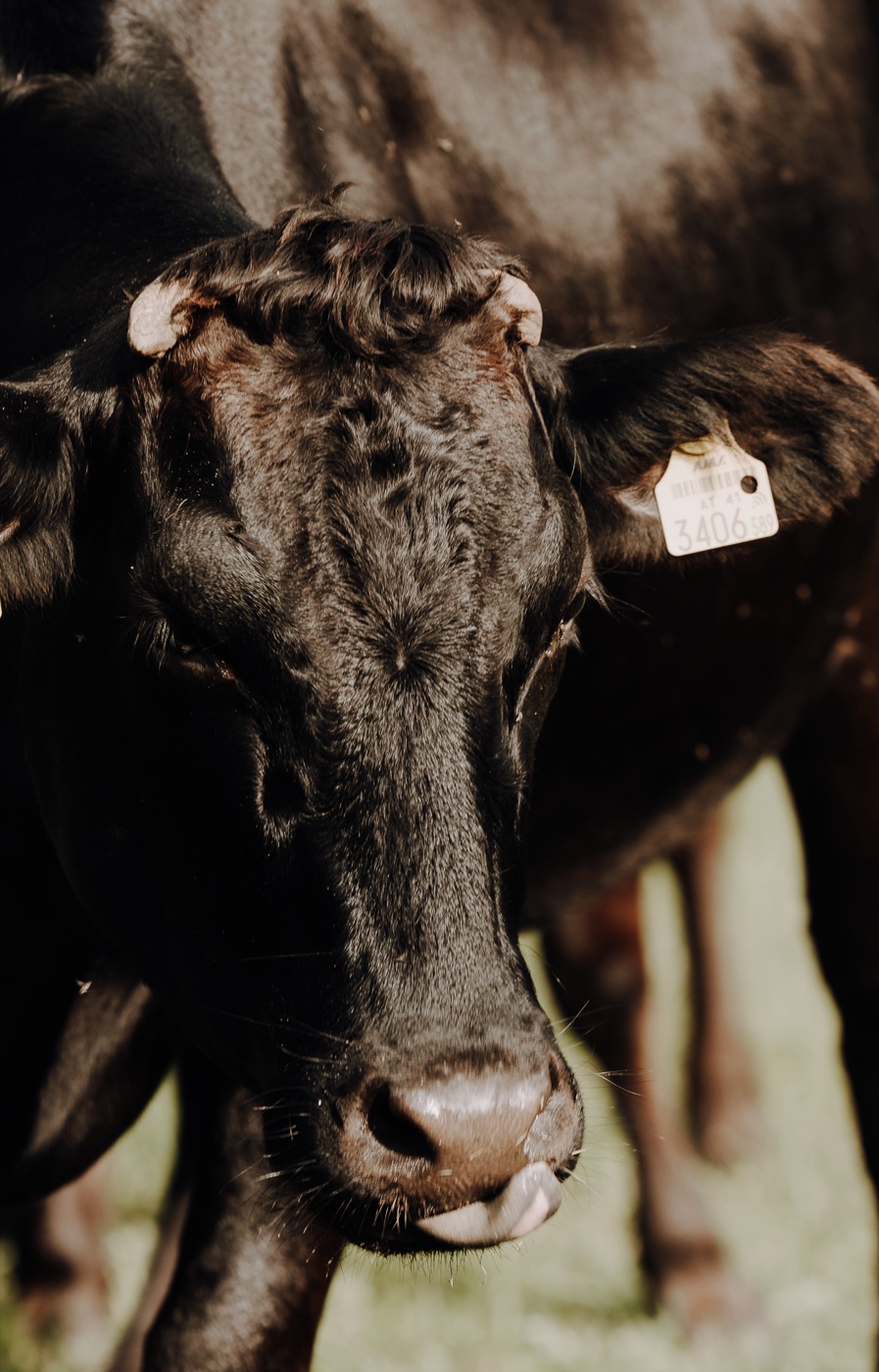 Wagyu Rind auf der Weide